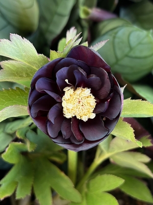 ●８時だよ）公認）チョコレートゴールド【ka544】