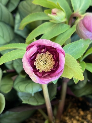 ●８時だよ　公認）毬姫【ka545】