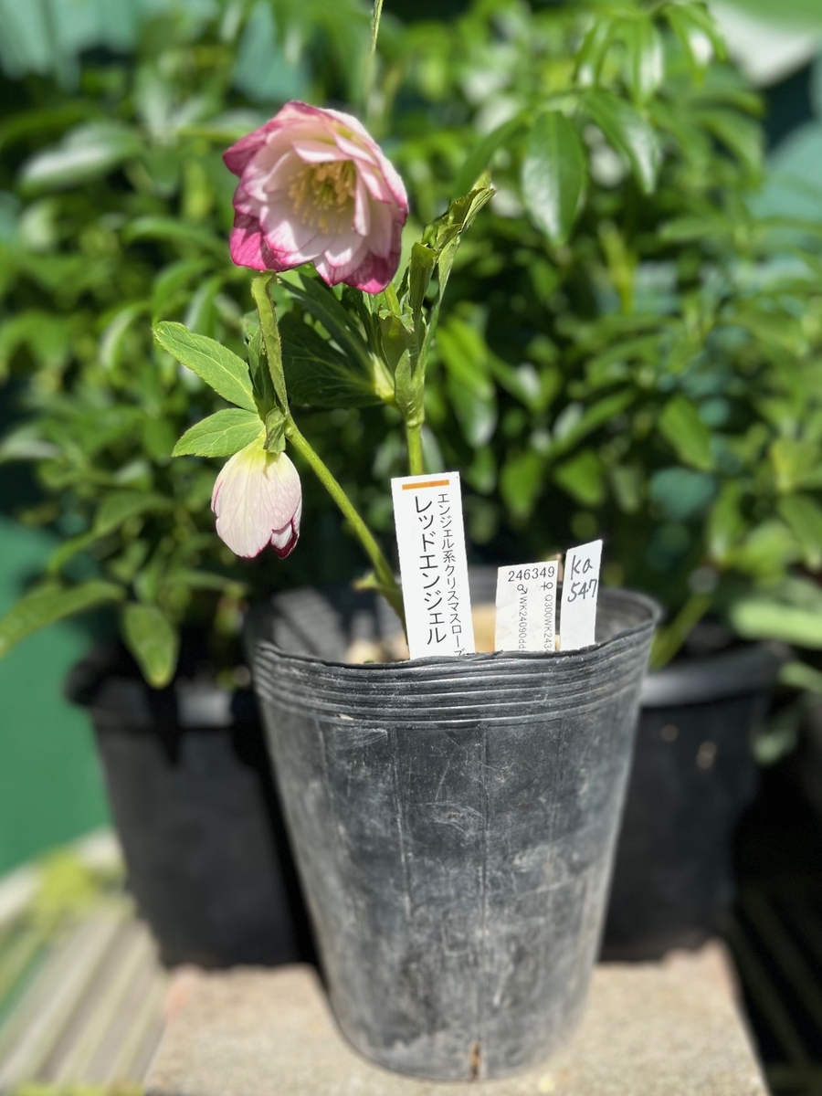 ○8時だよ 公認）第17回クリスマスローズ展 最優秀賞 レッド