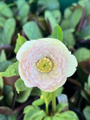 ●８時だよ　公認）ホワイトアフロディーテ【ka551】