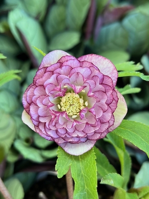 ●８時だよ）　公認）アフロディーテグラデーション【ka550】