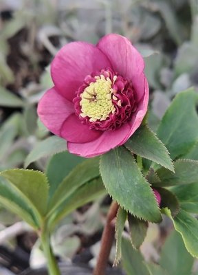 良型ピンクsd多弁ネクタリー【ka523】