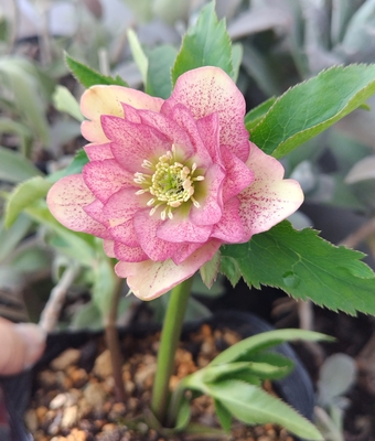 ●８時だよ）ソフトグラデーションベインdd【ka524】