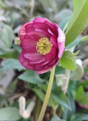 ●８時だよ）カップリバーシブルピンクグラデーションdd【ka526】