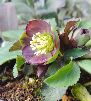 ●８時だよ）デュメトルム系　グリーンパープルリバーシブルss【Ta19】