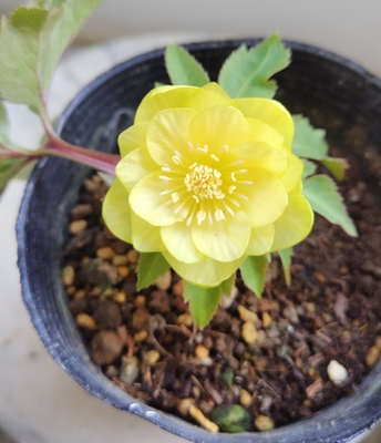 ●８時だよ）デュメトルム系　オーレア系dd【Ta20】