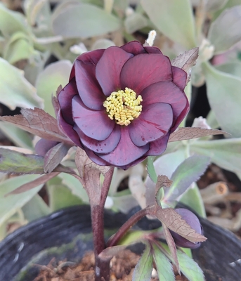 ●８時だよ）デュメトルム系　ダークdd【Ta21】