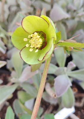 ●８時だよ）デュメトルム系　グリーンピコssダークネク【Ta22】