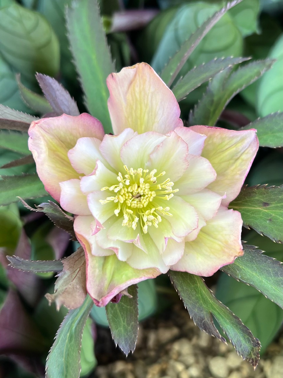 ○8時だよ 公認）フレグランスローズ【ka548】エッジピンク