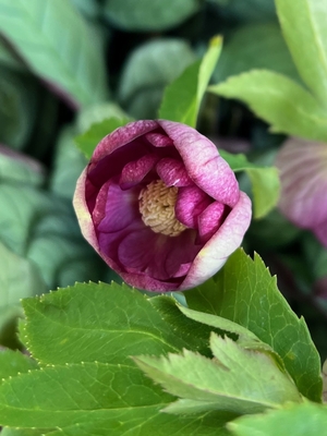 ●８時だよ　公認）毬姫【ka552】とにかく丸い