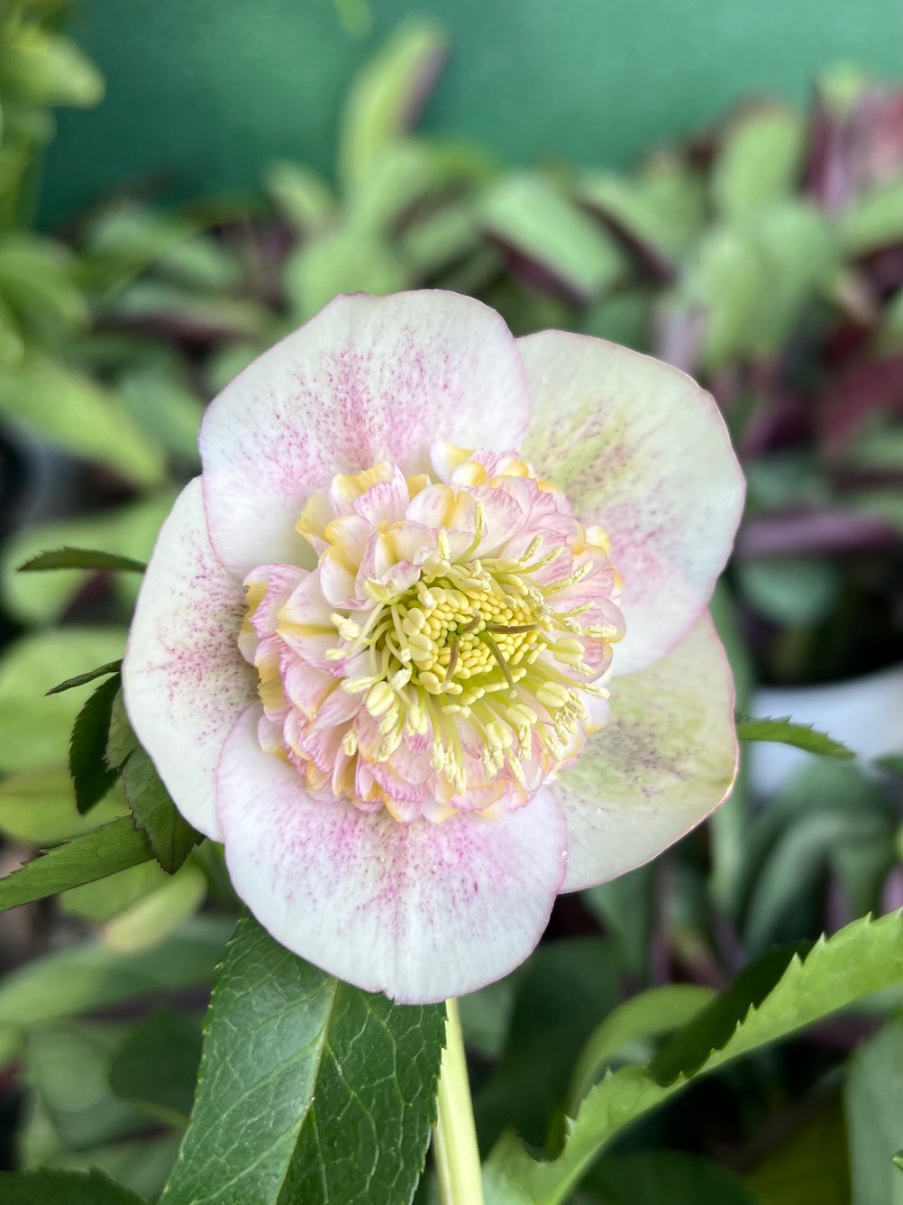 公認）プリマヴェーラ【ka553】多弁系sdピンクグラデーション