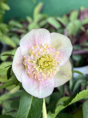 公認）プリマヴェーラ【ka553】多弁系sdピンクグラデーション