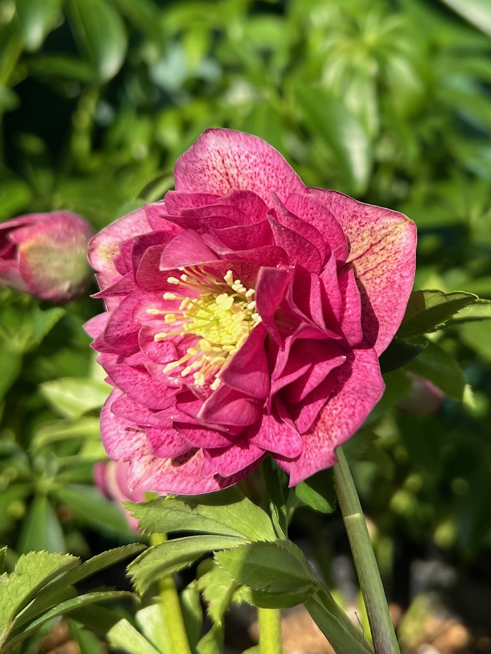 公認）グロッシーカラー☆【ka554】 | グリーンホビー