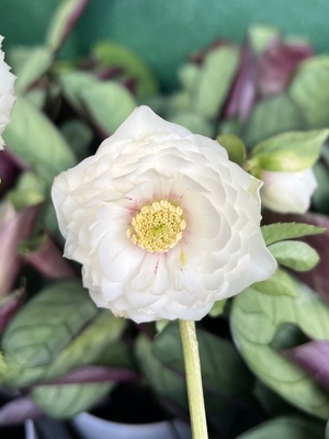 ●８時だよ公認）ホワイトアフロディーテ【ka555】