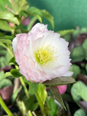 ●８時だよ　公認）ピンクアフロディーテ【ka556】