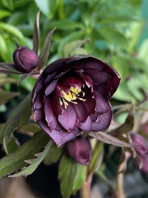 ●８時だよ　公認）ダークローズ【ka557】typeメタリック系