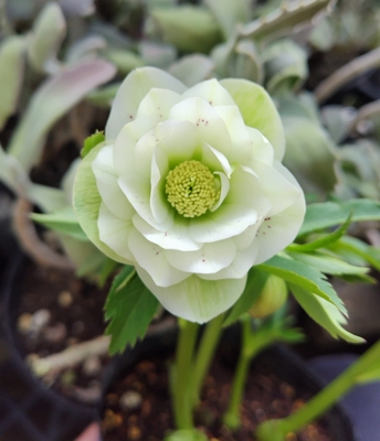 ●８時だよ）デュメトルム系　ホワイトちょいスポdd【Ta25】