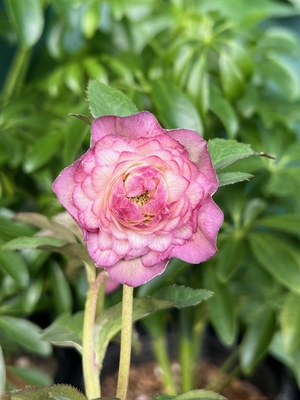 公認）アンティークアフディーテ【ka558】type段咲きピコティ