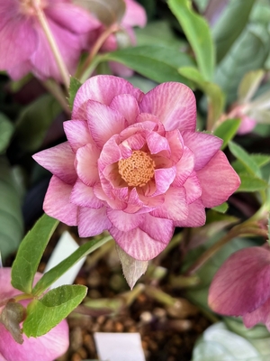 ●８時だよ）公認）絞りクリスマスローズ【ka559】