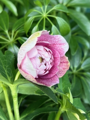 リバーシブルピンクスポット＆ベインdd【No110】