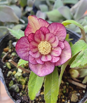 高橋育苗さんのクリスマスローズ | グリーンホビー