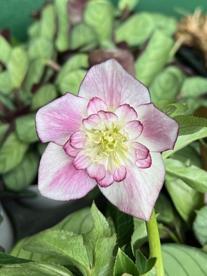 ●８時だよ）野田の気まぐれ　不規則に入るピンクグラデーションsd【No111】