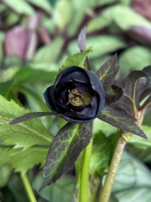 ●８時だよ）野田の微笑　小輪漆黒dd【No114】