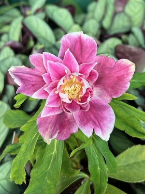 ●８時だよ）リバーシブルピンクグラデーションエッジヌケdd内側の弁は発色が良い【No116】