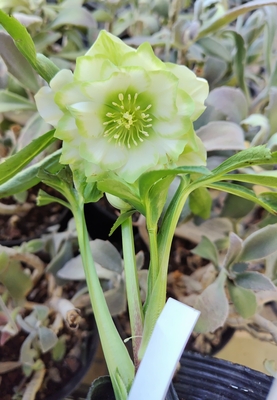 ●８時だよ）利休【So199】