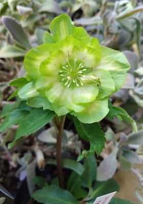 ●８時だよ）「利休」A【So201】