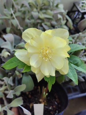 ●８時だよ）白金利休【So202】