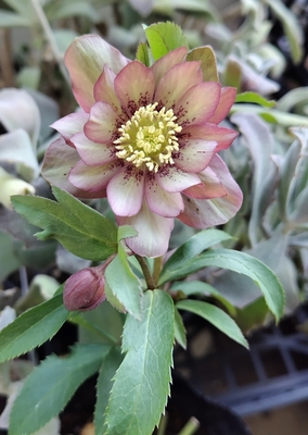 ●８時だよ）モンブラン【kg48】