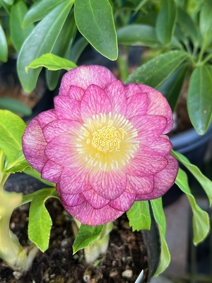 レインボー系ゴールド【So1】