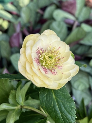 野田の微笑　クリーム多弁dd【No118】