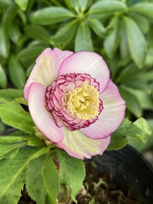 ●８時だよ）多弁系セミダブル【So4】