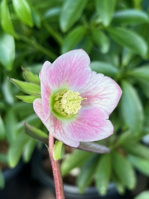 大木ナーサリーさんのクリスマスローズ | グリーンホビー