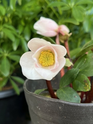 ●８時だよ）ピンクニゲル【Hi96】