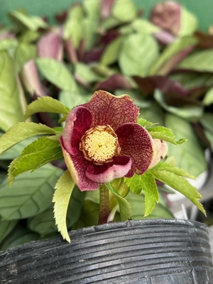 ●８時だよ）　小輪リバーシブルゴールドsdダークベイン【No119】