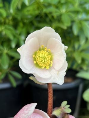 ●８時だよ）ピンクニゲル【Hi97】