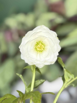 ●８時だよ）公認）リトルアフロディーテ【ka522】