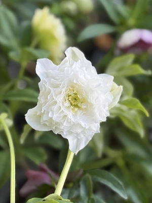 ●８時だよ）野田の宝　ピュアホワイト超多弁【No101】