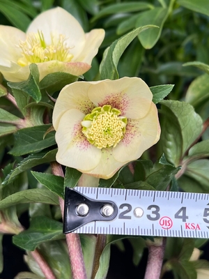 ●８時だよ）野田の優しさ　小輪系クリームssレッドアイ＆スポットフラッシュ【No120】