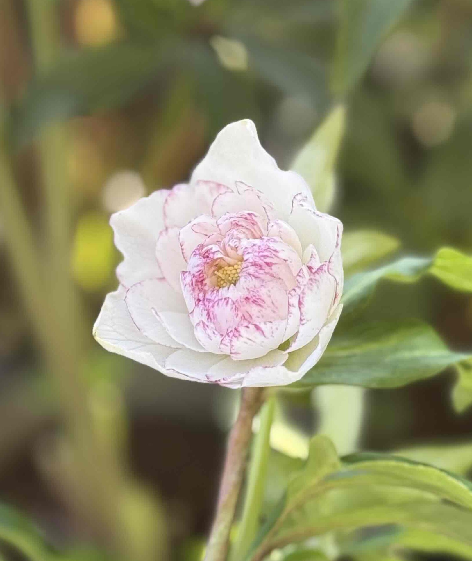 野田の宝 ピュアピンクddエッジレッドグラデーション【No103