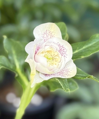 ●８時だよ）野田の覚醒　ロゼット咲き超絶多弁レッドスポット【No106】