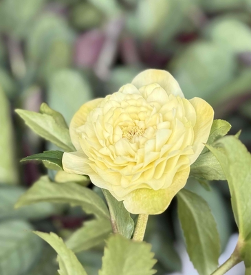 野田のレモンゴールド超絶多弁【No107】