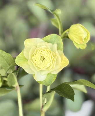 ●８時だよ）小輪超絶多弁dd【No109】