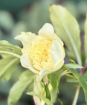 ●野田の底力　レモンゴールド超絶多弁dd【No121】