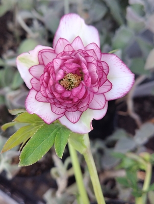 ●８時だよ）段咲き超多弁ddピコティ【ka531】