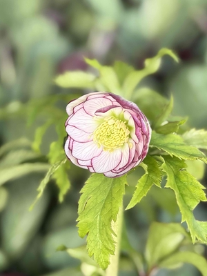 ●８時だよ）野田の覚醒　小輪カップddリバーシブル系ピコティ【No124】