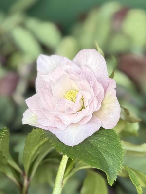 ●８時だよ）　野田の宝　ティッシュの様な肌触り多弁ddペールピンク【No123】